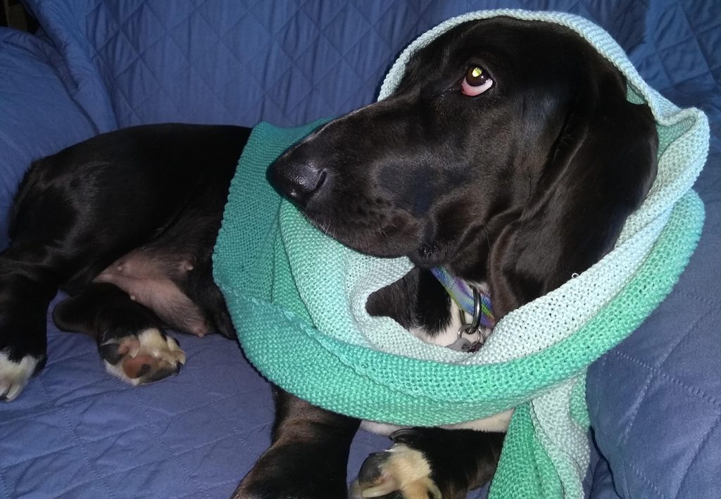 black basset hound wearing a pale green knitted babooshka, looking up and leftward