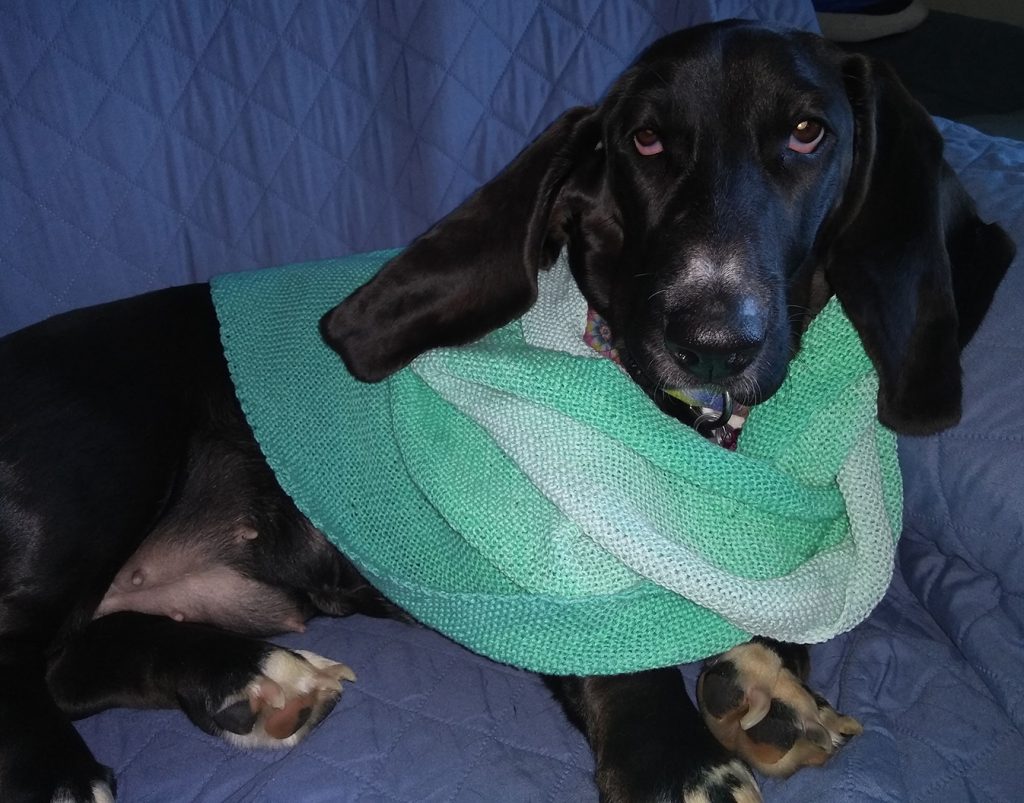 black basset hound wearing a pale green knitted babooshka around her neck