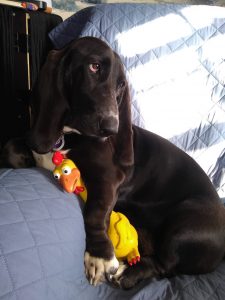 black basset on blue chair with rubber chicken under her arm, looking off-frame-right