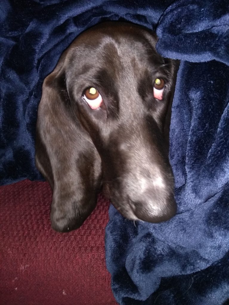black basset hound wrapped up in blue blanket, looking sad