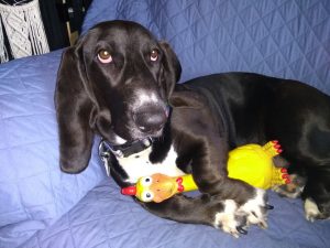 black basset hound, front legs holding a rubber chicken