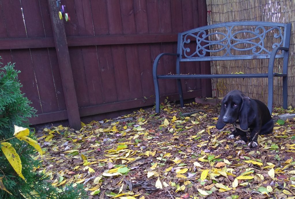 black basset hound with long, drooping ears, sulking on top of autumn leaves, with a park bench, red wooden privacy fence, and reed privacy fence behind her