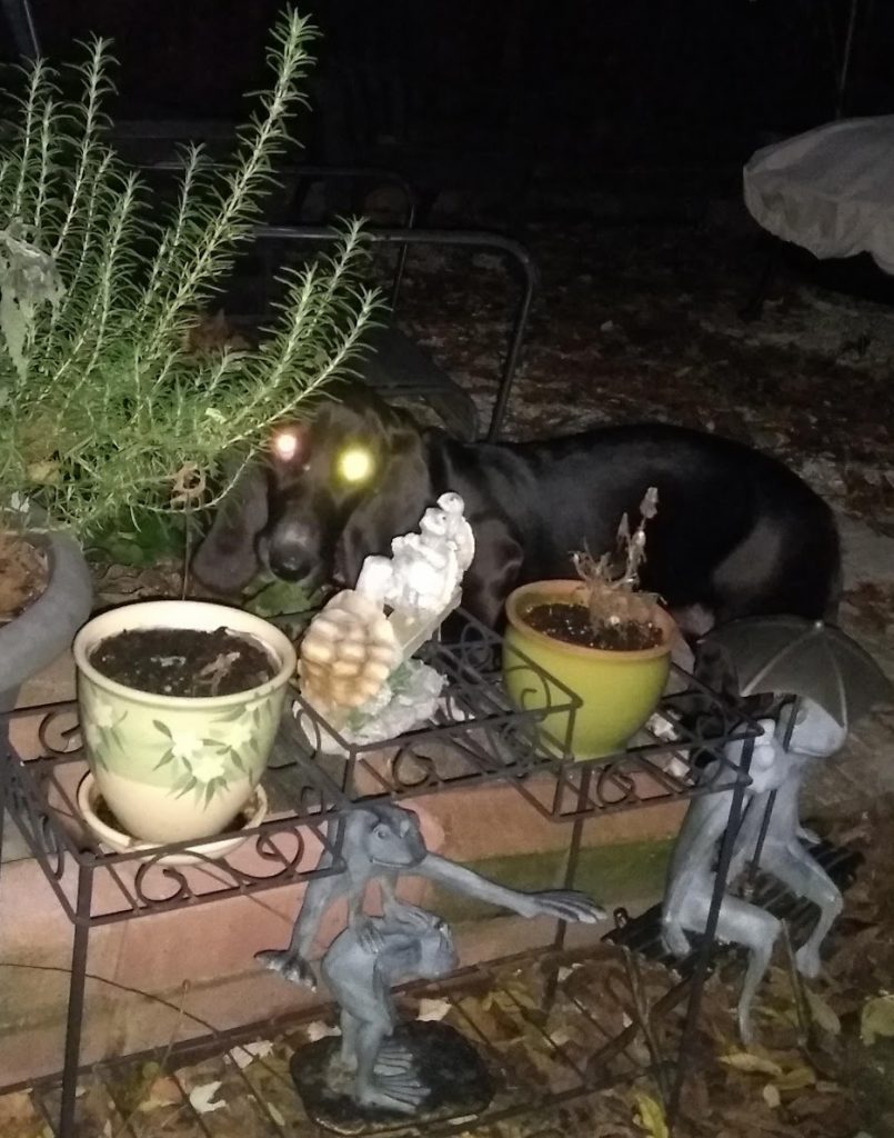 nighttime, outside, two frog statues (one of two frogs playing leap-frog and the other of two frogs sitting on a bench beneath an umbrella), some plants in small pots, a statue of turtles on a see-saw, a large potted rosemary bush, a black basset looking up with glowing eyes