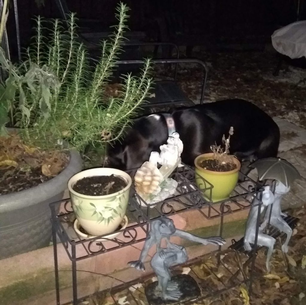nighttime, outside, two frog statues (one of two frogs playing leap-frog and the other of two frogs sitting on a bench beneath an umbrella), some plants in small pots, a statue of turtles on a see-saw, a large potted rosemary bush, a black basset sniffing the ground