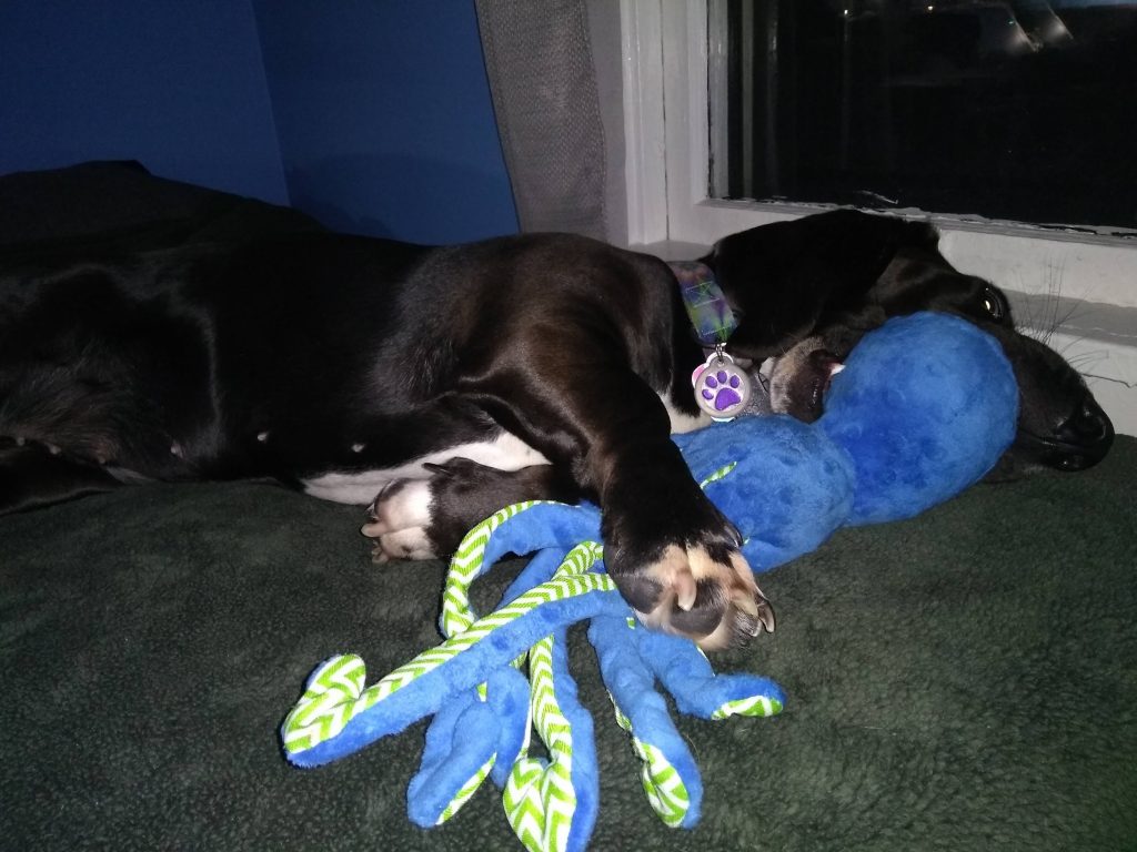 black basset hound playing with blue octopus toy on bed by window