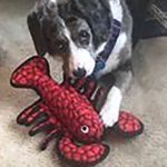 black and white dog with red lobster toy