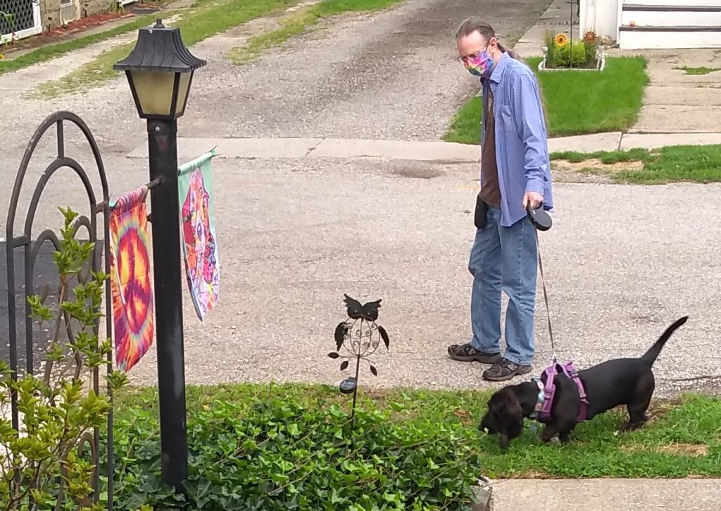 a man with a long pony tail going down his back and wearing a mask, in blue jeans and a blue shirt, is walking a black basset hound on a street