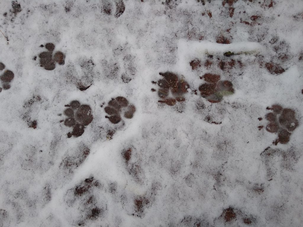 basset hound footprints in snow